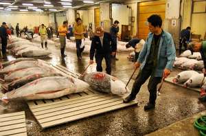 Тунец на японском рыбном рынке Цукидзи (фото Shane Sakata / http://www.nihonsun.com). Фото с сайта http://compulenta.ru