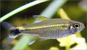Светящаяся рыбка. Архив. Фото: http://www.akvarfish.ru