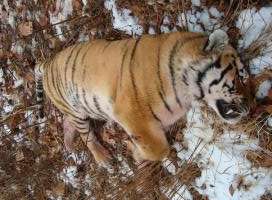 Погибший тигр. Фото: http://wwf.ru