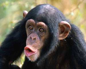 Шимпанзе. Фото: http://www.primates.com