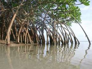 Мангровые заросли на острове Фиджи. Фото с сайта climateshifts.org