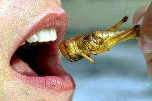 Употребление насекомых в пищу. Фото: http://bigpicture.ru
