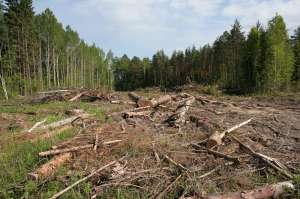 Вырубки в Химкинском лесу. Фото: http://www.woodtechnology.ru