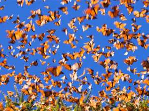 Бабочки-монархи. Фото: http://guidebook20.ru
