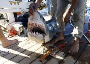 Выловленная в Красном море акула. Фото: http://gazeta.ua