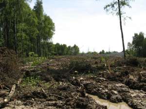 Вырубка Химкинского леса. Фото: http://www.ecmo.ru