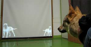 Одна из 24 собак проходит тестирование. (Фото Tam&amp;#225;s Farag&amp;#243; / E&amp;#246;tv&amp;#246;s Lor&amp;#225;nd University.)