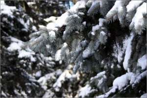 Зимний лес. Фото: http://www.torange.biz