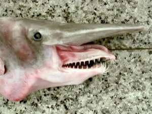 Крымским рыбакам в сети попалсась акула-гоблин. Фото: Вести.Ru