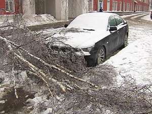 В Москве продолжают падать обледеневшие деревья. Фото: Вести.Ru
