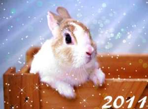 C Новым Годом - Годом Кролика! Фото с сайта http://makingmagic.ru