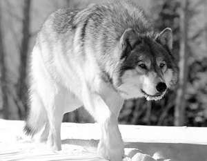 Волк. Фото: http://vz.ru