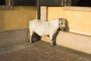 Лошадь с избыточным весом. Фото с сайта http://science.compulenta.ru