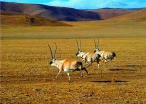 Тибетские антилопы. Фото: http://russian.cri.cn