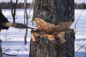 Незаконная рубка леса. Фото: http://feogreen.crimea.ua