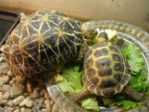Черепахи. Фото: http://www.myturtles.info