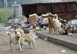 Бездомные животные. Фото: http://academic.ru
