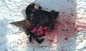 Три лося стали жертвами на Камчатке. Фото: Дейта.Ru