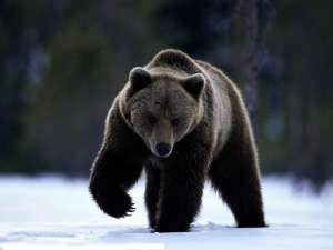 Медведь. Фото: http://www.alem-tour.ru