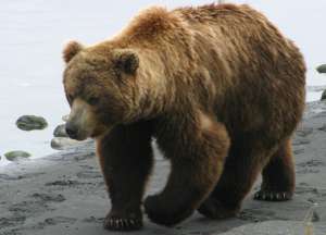Бурые медведи. Фото: http://www.symbolsbook.ru