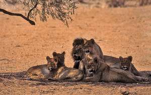 Южная Африка, львиный прайд (фото WildImages).