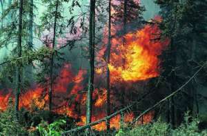 Лесной пожар. Фото: http://bereznikov.net