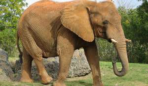 Слоны. Фото: http://delighta.ru