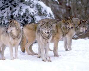 Волки. Фото: http://oboxote.ru