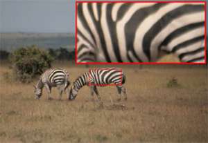 На основе фотографии животного учёные научились создавать своеобразный штрихкод. Новую систему специалисты протестировали в одном из заповедников Кении, где обитают сотни саванных зебр (фото Lahiri et al.).
