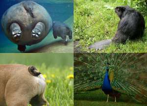 Самые необычные и известные хвосты животных. Фото: http://bigpicture.ru
