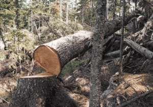 Незаконные вырубки леса. Фото: http://www.yuga.ru