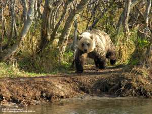 Медведь. Фото: http://www.kamchatsky-krai.ru