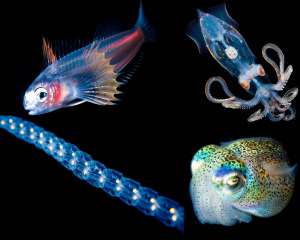 Светящиеся существа из морских глубин. Фото: http://bigpicture.ru