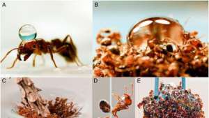 Огненные муравьи Solenopsis invicta и их живые «плоты». Фото: Mlot et al./Proceedings of the National Academy of Sciences