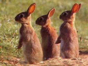 Кролики. Фото: http://donbass.ua