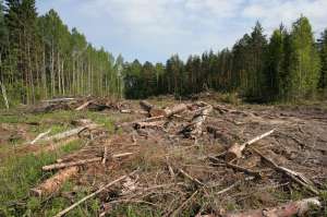 Вырубка Химкинского леса. Фото: http://www.woodtechnology.ru