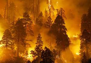 Лесной пожар. Фото: http://sent25.ru