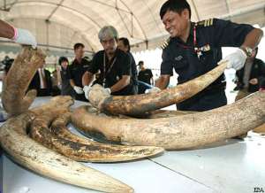 Слоновые бивни и кости. Фото: http://liga.net