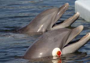На востоке Крыма погибли 26 дельфинов. Фото: http://telegraf.by