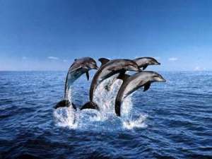 Дельфины. Фото: http://i.i.ua