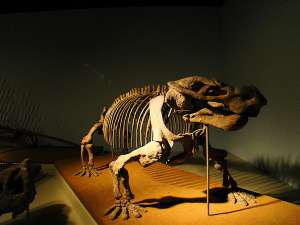 Скелет звероящера цинодонта. Фото: http://science.compulenta.ru