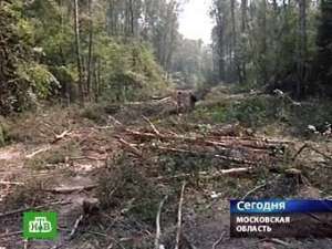 Просека в Химкинском лесу. Кадр телеканала НТВ, архив
