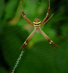 Один из пауков-аргиоп; хорошо видна зигзагообразная толстая нить, вплетённая в паутину. (Фото bareego.)