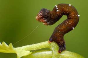 Жизнь насекомых. Фото: http://bigpicture.ru