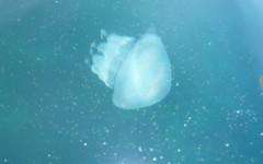 Пляжи побережья Флориды оккупировали сиреневые медузы. Фото: http://www.km.ru