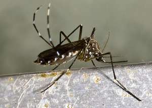 Aedes aegypti, переносчик лихорадки Денге (фото melo99e [Picturesque Pilipinas!]).