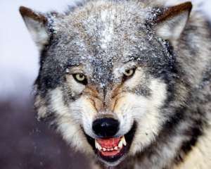 Волк. Фото: http://www.ebftour.ru