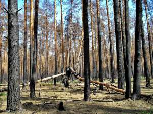Выгоревший лес. Фото: http://osebesamoy.ru