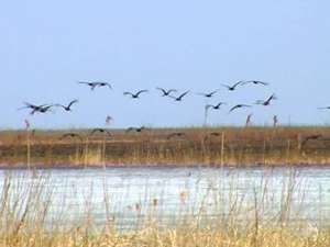 Южные птицы рвутся на Север. Фото: Вести.Ru