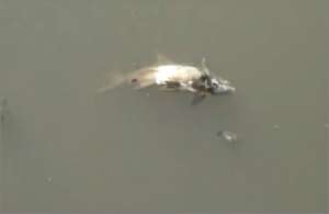 В Москве в воду попали токсичные вещества: в реке массово всплыла дохлая рыба. Фото: http://www.youtube.com/